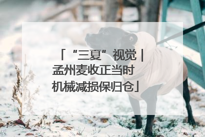 “三夏”视觉｜孟州麦收正当时 机械减损保归仓