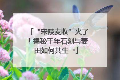 “宋陵麦收”火了！揭秘千年石刻与麦田如何共生→