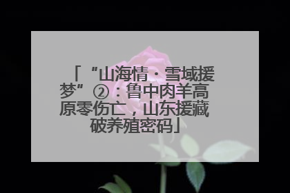 “山海情・雪域援梦”②：鲁中肉羊高原零伤亡，山东援藏破养殖密码