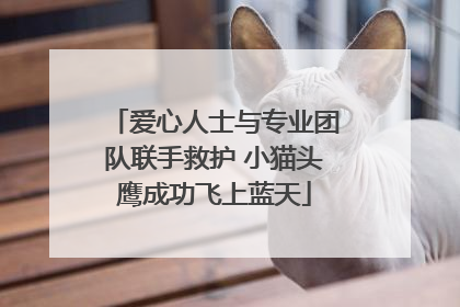爱心人士与专业团队联手救护 小猫头鹰成功飞上蓝天