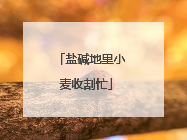 盐碱地里小麦收割忙