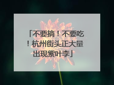 不要摘！不要吃！杭州街头正大量出现紫叶李