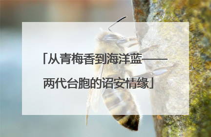 从青梅香到海洋蓝——两代台胞的诏安情缘