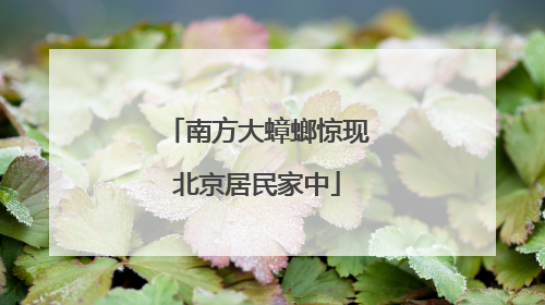 南方大蟑螂惊现北京居民家中