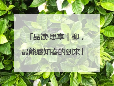 品读·思享｜柳，最能感知春的到来