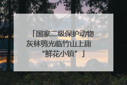 国家二级保护动物灰林鸮光临竹山上庸“鲜花小镇”