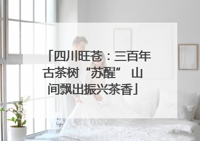 四川旺苍：三百年古茶树“苏醒” 山间飘出振兴茶香