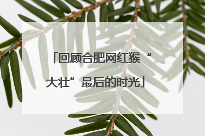 回顾合肥网红猴“大壮”最后的时光