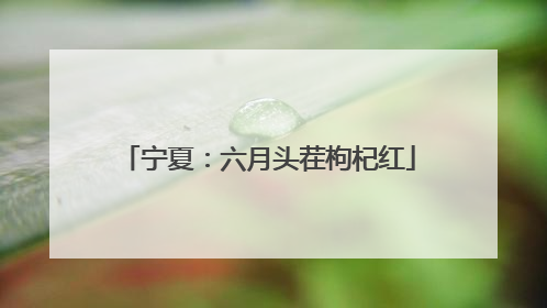 宁夏：六月头茬枸杞红