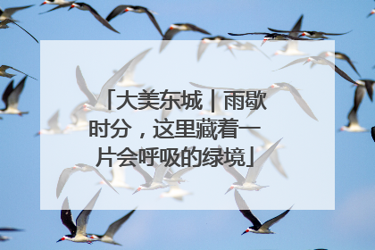 大美东城｜雨歇时分，这里藏着一片会呼吸的绿境