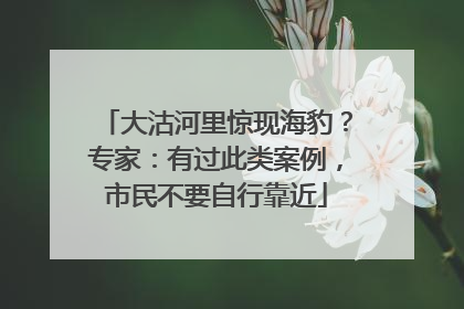 大沽河里惊现海豹？专家：有过此类案例，市民不要自行靠近