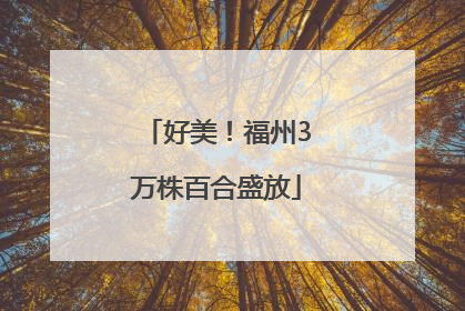 好美！福州3万株百合盛放