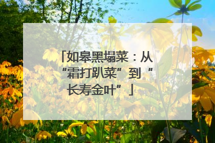 如皋黑塌菜：从“霜打趴菜”到“长寿金叶”