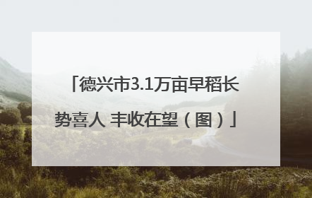 德兴市3.1万亩早稻长势喜人 丰收在望（图）