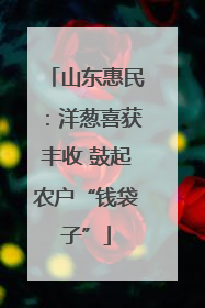 山东惠民：洋葱喜获丰收 鼓起农户“钱袋子”