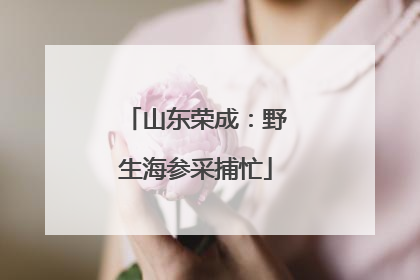 山东荣成：野生海参采捕忙