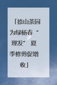 捺山茶园为绿杨春“理发” 夏季修剪促增收