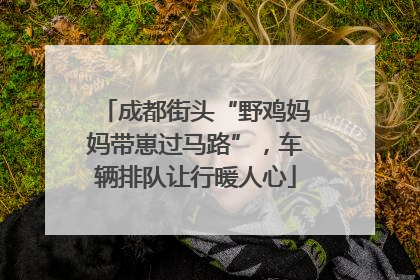 成都街头“野鸡妈妈带崽过马路”，车辆排队让行暖人心