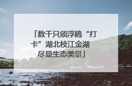 数千只须浮鸥“打卡”湖北枝江金湖 尽显生态美景