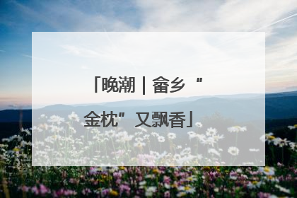 晚潮｜畲乡“金枕”又飘香