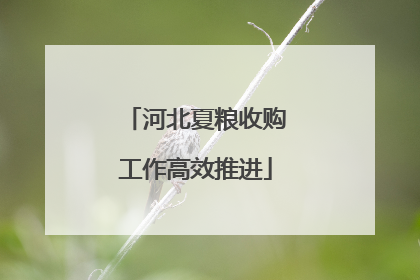 河北夏粮收购工作高效推进
