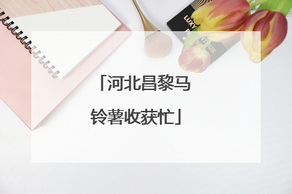 河北昌黎马铃薯收获忙