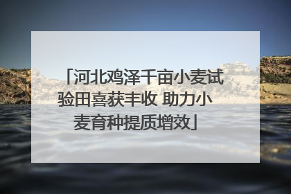 河北鸡泽千亩小麦试验田喜获丰收 助力小麦育种提质增效