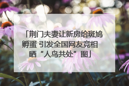 荆门夫妻让新房给斑鸠孵蛋 引发全国网友竞相晒“人鸟共处”图