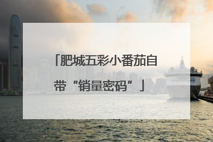 肥城五彩小番茄自带“销量密码”