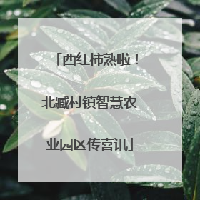 西红柿熟啦！北臧村镇智慧农业园区传喜讯
