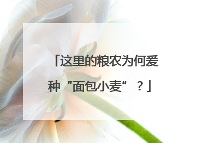 这里的粮农为何爱种“面包小麦”？