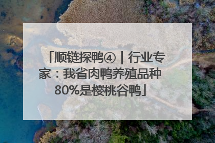 顺链探鸭④｜行业专家：我省肉鸭养殖品种80%是樱桃谷鸭