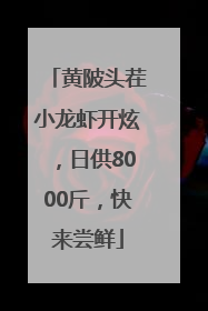 黄陂头茬小龙虾开炫，日供8000斤，快来尝鲜
